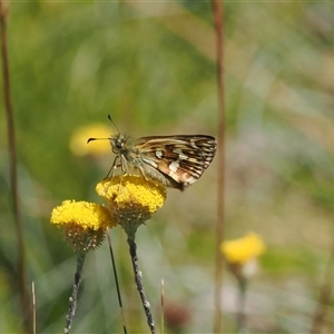 Atkinsia dominula (Two-brand grass-skipper) at Cotter River, ACT - 3 Feb 2025 by RAllen