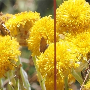 Nacaduba biocellata at Cotter River, ACT - 3 Feb 2025 by RAllen