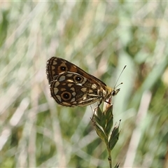 Oreixenica lathoniella at Cotter River, ACT - 3 Feb 2025 by RAllen