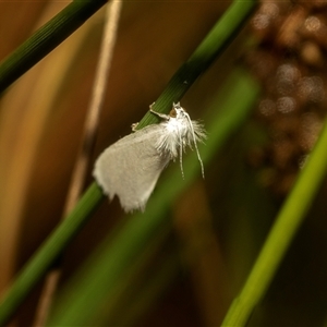 Tipanaea patulella (The White Crambid moth) at Acton, ACT - 10 Feb 2025 by AlisonMilton