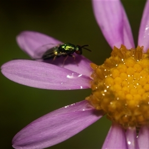 Chalcidoidea (superfamily) at Acton, ACT - 10 Feb 2025 by AlisonMilton