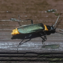 Chauliognathus lugubris (Plague Soldier Beetle) at Acton, ACT - 10 Feb 2025 by AlisonMilton