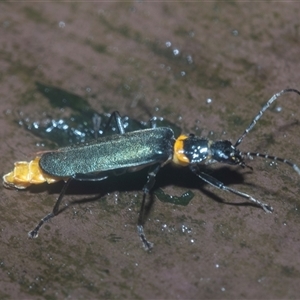 Chauliognathus lugubris at Acton, ACT - 10 Feb 2025 11:14 AM