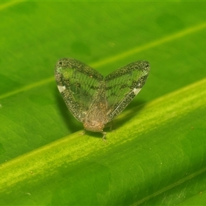 Scolypopa australis (Passionvine hopper, Fluffy bum) at Acton, ACT - 10 Feb 2025 by AlisonMilton