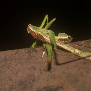 Conocephalus semivittatus (Meadow katydid) at Acton, ACT - 10 Feb 2025 by AlisonMilton