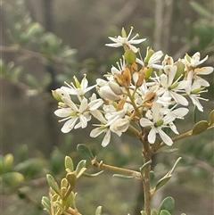 Bursaria spinosa (Native Blackthorn, Sweet Bursaria) at Watson, ACT - 9 Feb 2025 by Clarel