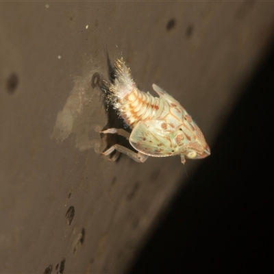 Scolypopa australis (Passionvine hopper, Fluffy bum) at Acton, ACT - Yesterday by AlisonMilton