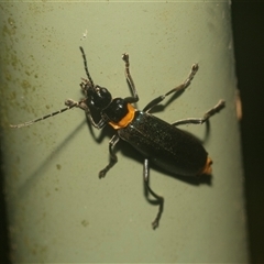 Chauliognathus lugubris (Plague Soldier Beetle) at Acton, ACT - 10 Feb 2025 by AlisonMilton