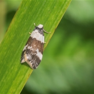 Halone sejuncta (Variable Halone) at Acton, ACT - 10 Feb 2025 by AlisonMilton