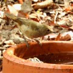 Acanthiza pusilla (Brown Thornbill) at Aranda, ACT - 10 Feb 2025 by KMcCue