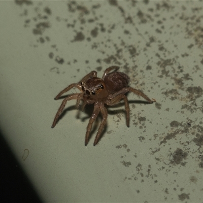 Prostheclina sp (genus) (A jumping spider) at Acton, ACT - 10 Feb 2025 by AlisonMilton