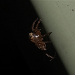 Prostheclina sp (genus) at Acton, ACT - 10 Feb 2025 12:01 PM