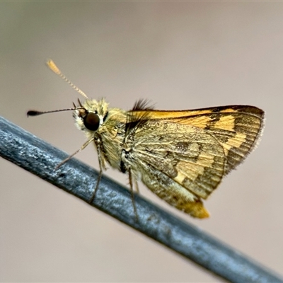 Ocybadistes walkeri (Green Grass-dart) at Aranda, ACT - 8 Feb 2025 by KMcCue