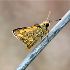 Ocybadistes walkeri at Aranda, ACT - 8 Feb 2025 02:42 PM