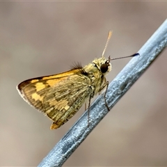 Ocybadistes walkeri at Aranda, ACT - 8 Feb 2025 02:42 PM