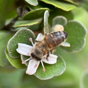 Apis mellifera (European honey bee) at Aranda, ACT - 8 Feb 2025 by KMcCue