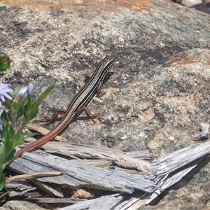 Ctenotus taeniolatus (Copper-tailed Skink) at Acton, ACT - 10 Feb 2025 by AlisonMilton