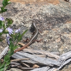 Ctenotus taeniolatus at Acton, ACT - 10 Feb 2025 12:40 PM
