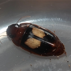 Sphallomorpha ruficollis (A ground beetle) at Acton, ACT - Yesterday by AlisonMilton