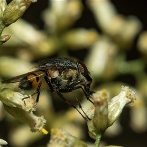 Stomorhina sp. (genus) (Snout fly) at Acton, ACT - 10 Feb 2025 by AlisonMilton