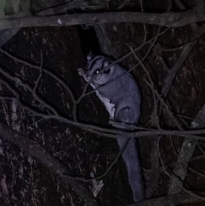 Petaurus notatus at Penrose, NSW - suppressed