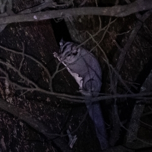 Petaurus notatus at Penrose, NSW - suppressed