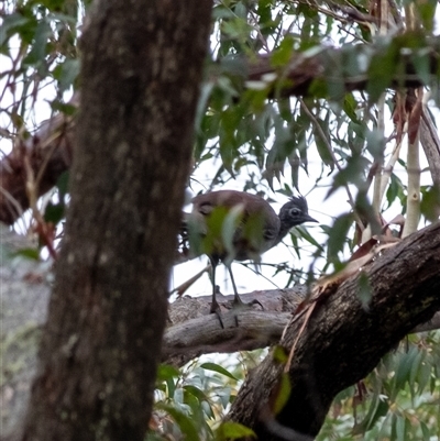 Menura novaehollandiae (Superb Lyrebird) at Penrose, NSW - 10 Feb 2025 by Aussiegall