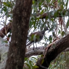 Menura novaehollandiae at Penrose, NSW - suppressed