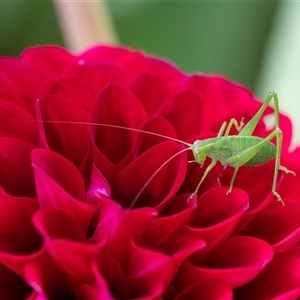 Caedicia simplex (Common Garden Katydid) at Penrose, NSW - 11 Feb 2025 by Aussiegall