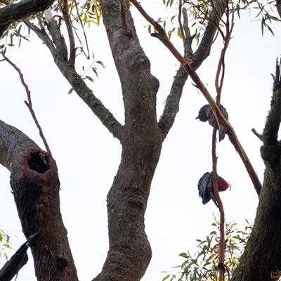 Callocephalon fimbriatum (Gang-gang Cockatoo) at Penrose, NSW - 11 Feb 2025 by Aussiegall