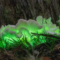 Omphalotus nidiformis (Ghost Fungus) at Penrose, NSW - 11 Feb 2025 by Aussiegall