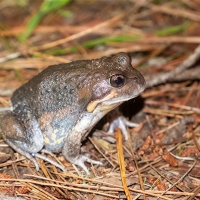 Limnodynastes dumerilii by Aussiegall