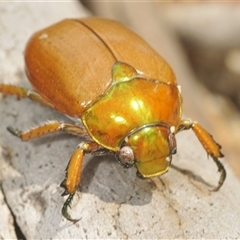 Anoplognathus brunnipennis (Green-tailed Christmas beetle) at Oallen, NSW - 11 Feb 2025 by Harrisi