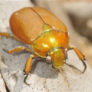 Anoplognathus brunnipennis (Green-tailed Christmas beetle) at Oallen, NSW - 11 Feb 2025 by Harrisi