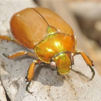 Anoplognathus brunnipennis (Green-tailed Christmas beetle) at Oallen, NSW - 11 Feb 2025 by Harrisi