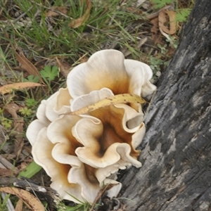 Omphalotus nidiformis at Wog Wog, NSW - 11 Feb 2025 12:18 PM