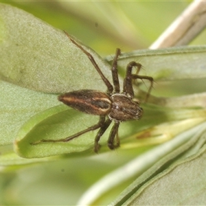 Oxyopes sp. (genus) at Oallen, NSW - 11 Feb 2025 10:44 AM