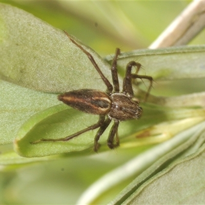 Oxyopes sp. (genus) (Lynx spider) at Oallen, NSW - 11 Feb 2025 by Harrisi