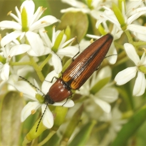 Unidentified Click beetle (Elateridae) at Oallen, NSW - 11 Feb 2025 by Harrisi