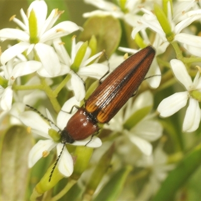 Unidentified Click beetle (Elateridae) at Oallen, NSW - 11 Feb 2025 by Harrisi