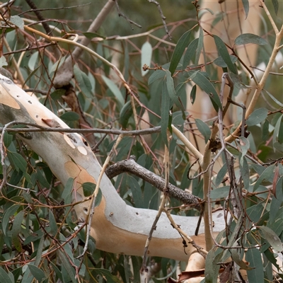 Eucalyptus rossii (Inland Scribbly Gum) at Higgins, ACT - 16 Jan 2025 by Untidy