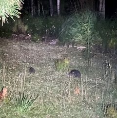 Thylogale billardierii at Port Arthur, TAS - 12 Feb 2025 04:50 AM