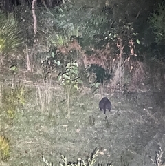 Thylogale billardierii at Port Arthur, TAS - 12 Feb 2025 04:50 AM