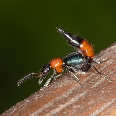 Paederus sp. (genus) (Whiplash rove beetle) at Symonston, ACT - 11 Feb 2025 by rawshorty