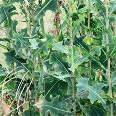 Lactuca serriola (Prickly Lettuce) at Wodonga, VIC - 9 Feb 2025 by KylieWaldon