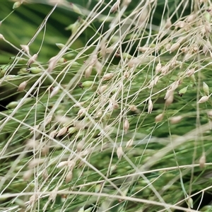 Unidentified Grass at Wodonga, VIC - 9 Feb 2025 by KylieWaldon