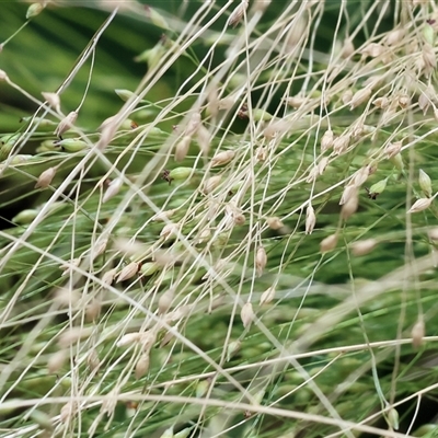 Unidentified Grass at Wodonga, VIC - 9 Feb 2025 by KylieWaldon