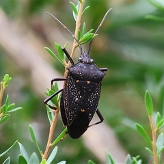 Unidentified Shield, Stink or Jewel Bug (Pentatomoidea) at Wodonga, VIC - 9 Feb 2025 by KylieWaldon