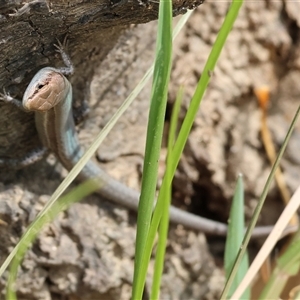 Lampropholis guichenoti at Wodonga, VIC - 9 Feb 2025 10:36 AM