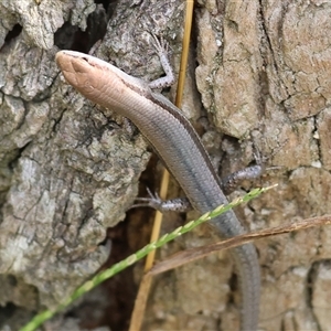 Lampropholis delicata at Wodonga, VIC - 9 Feb 2025 10:36 AM